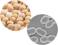 �G�N�I�[���Y����