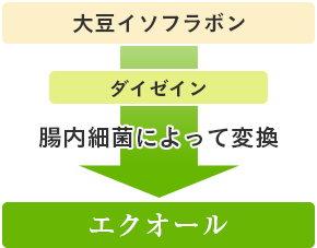 エクオールの変化