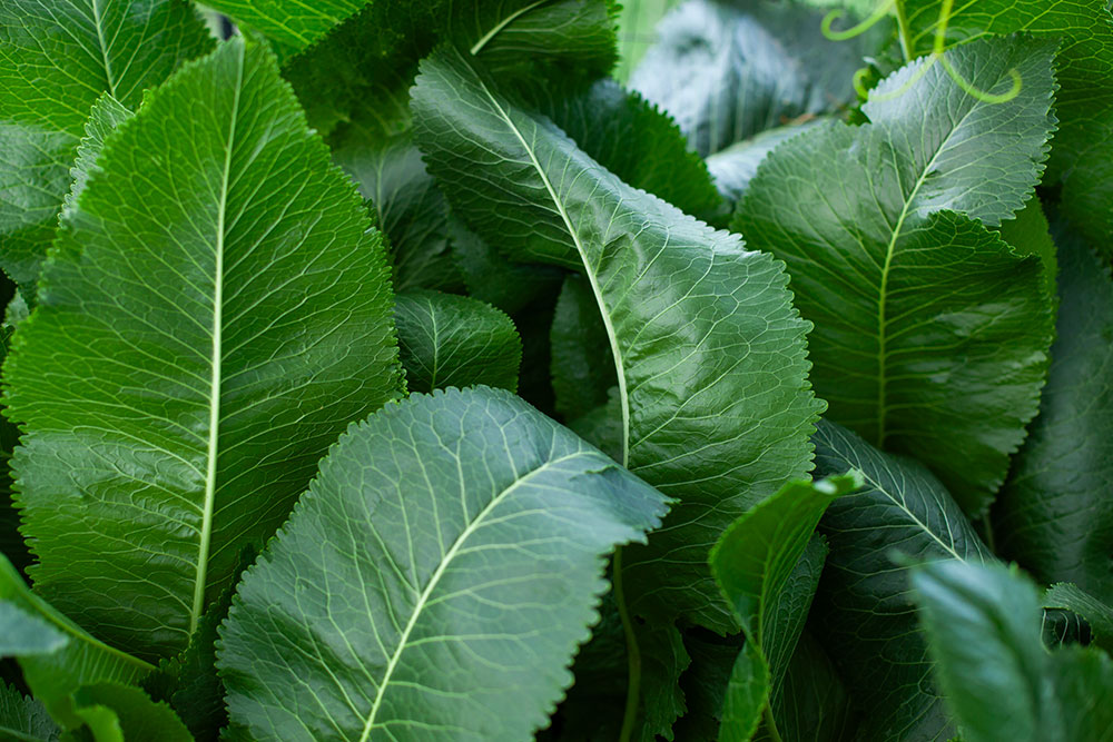 ���m�킳�т̔�